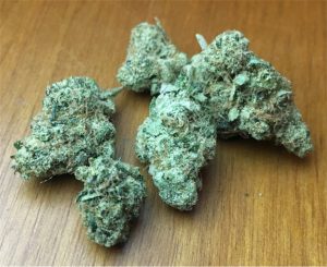XJ 13 (SATIVA)