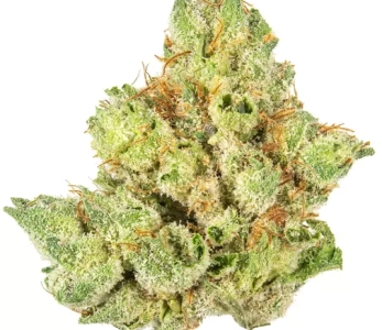 RACE FUEL OG (INDICA)